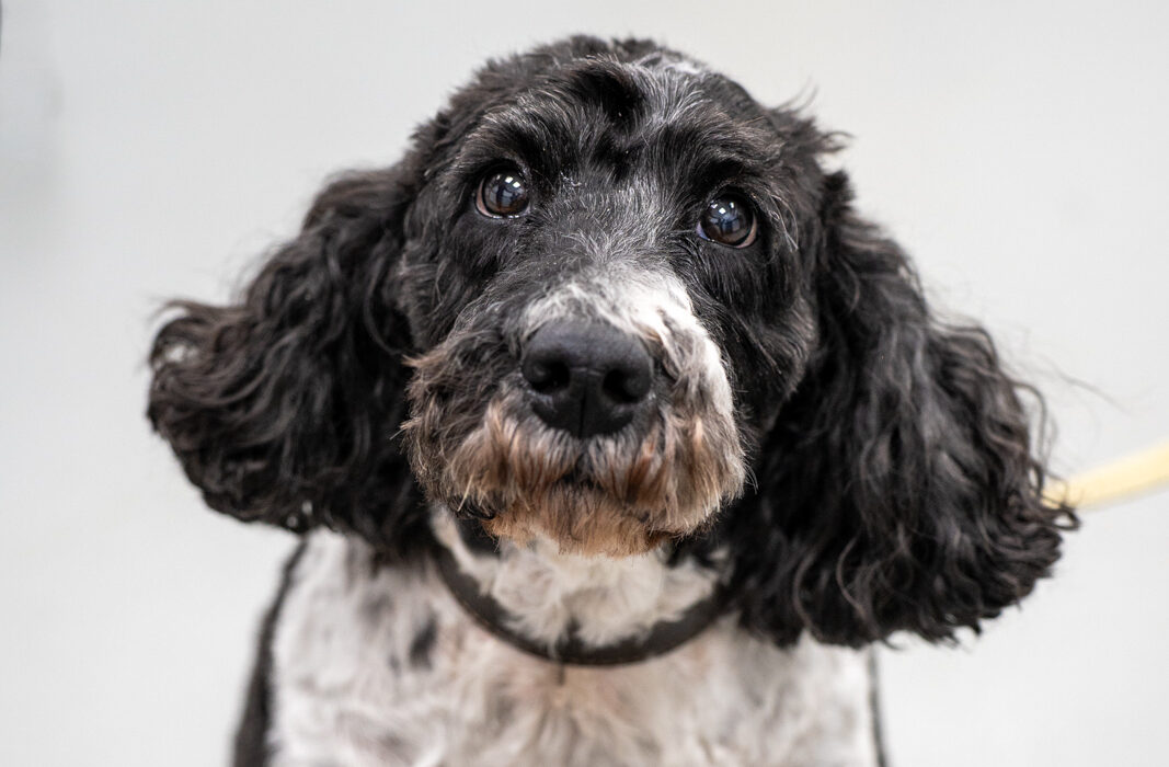 The Willows Veterinary Group - Beech House (Web) 001