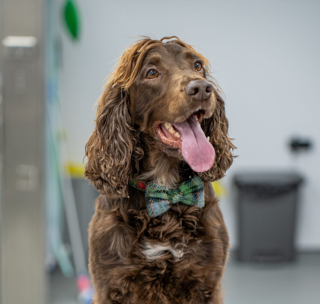 The Willows Veterinary Group - Beech House (Web) 030